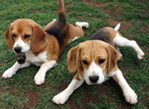 美国猎狐犬怎么美容 美国猎狐犬美容方法