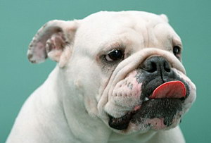 英国斗牛犬怎么修剪指甲 英国斗牛犬剪指甲方法