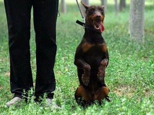 德国宾莎犬如何训练 德国宾莎犬训练方法