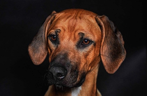 罗得西亚脊背犬怎么养 罗得西亚脊背犬饲养知识