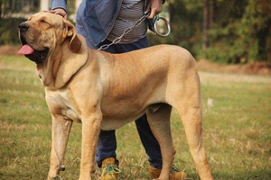 如何训练斗牛獒犬空中接物 斗牛獒犬空中接物训练方法