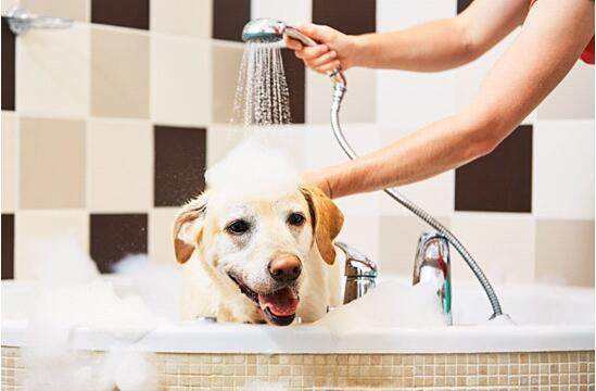 狗洗澡流程及注意事项2