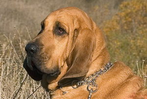 寻血猎犬洗澡要注意什么 寻血猎犬洗澡流程及注意要点
