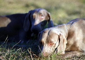 威玛猎犬怎么修剪指甲 威玛猎犬剪指甲方法