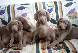 威玛犬耳朵怎么清洁 威玛猎犬耳朵护理方法