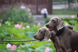 威玛猎犬怎么训练 威玛猎犬训练教程