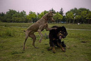 威玛猎犬卧倒怎么训练 威玛猎犬卧下训练流程