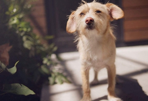 葡萄牙波登可犬大小便怎么训练 排便训练方法