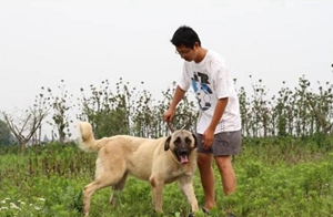 安纳托利亚牧羊犬爱咬东西怎么纠正 坏习惯纠正方法
