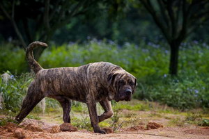 加纳利犬不能吃哪些水果 西班牙加纳利犬不能吃的水果大全