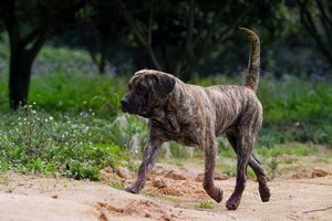 加纳利幼犬玩具怎么选 西班牙加纳利犬玩具选择推荐