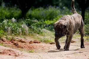 加纳利犬怎么训练 西班牙加纳利犬训练技巧