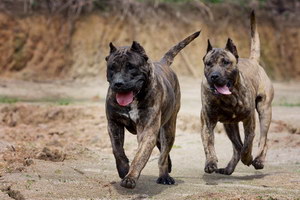 加纳利犬不能吃什么东西 西班牙加纳利犬不能吃食物大全