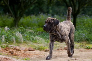 加纳利犬卧倒怎么训练 西班牙加纳利犬趴下训练教程