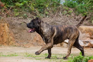 加纳利犬乱吠叫怎么办 西班牙加纳利犬乱叫纠正方法