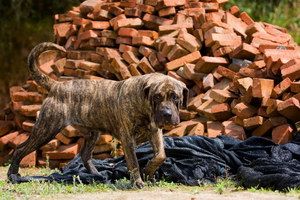 加纳利犬呕吐怎么办 西班牙加纳利犬呕吐处理方法