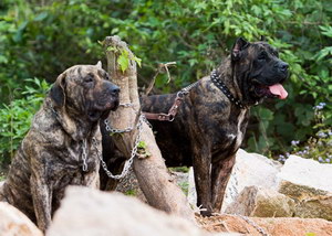 加纳利犬怎么训练握手 西班牙加纳利犬握手训练技巧