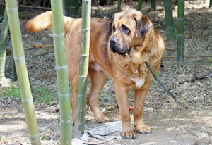 马士提夫獒犬拉稀怎么办 马士提夫獒犬拉肚子解决方法