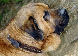 马士提夫獒犬感冒怎么办 马士提夫獒犬感冒治疗方法