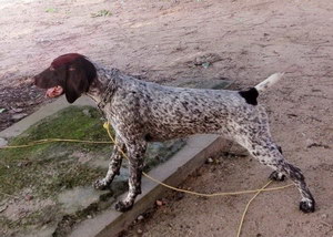 波音达猎犬捡东西如何训练 波音达猎犬捡东西训练教程