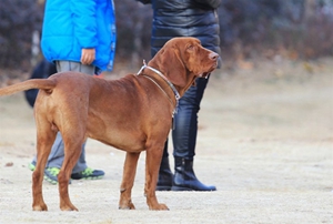 红骨猎浣熊犬吃什么狗粮 红骨猎浣熊犬狗粮推荐
