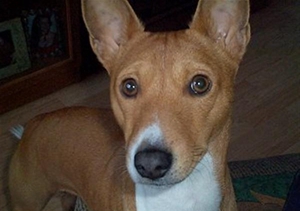 巴仙吉犬怎么养 巴仙吉犬饲养技巧