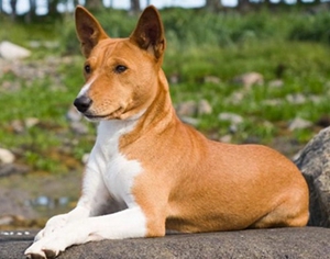 如何训练巴仙吉犬跨障碍 巴仙吉犬跨障碍训练技巧