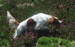 爱尔兰红白雪达犬多久喂一次 爱尔兰红白雪达犬喂食介绍
