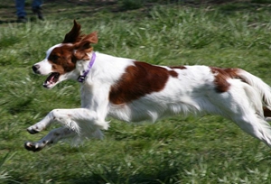 爱尔兰红白雪达犬怎么护理 日常护理注意事项
