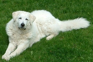 库瓦兹犬指甲怎么修剪 库瓦兹犬指甲修剪方法