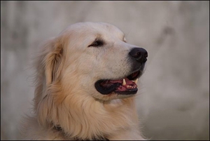 怎么帮库瓦兹犬修毛 库瓦兹犬修毛教程