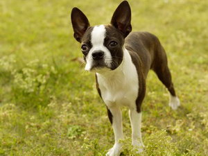 波士顿梗吃什么好 波士顿梗饮食注意事项