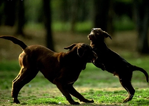 玩具曼彻斯特犬被毛怎么护理 被毛护理小技巧