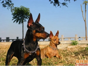 玩具曼彻斯特犬怎么洗澡 玩具曼彻斯特犬洗澡步骤