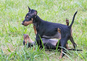 玩具曼彻斯特犬生病吃什么