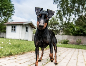 怎么预防玩具曼彻斯特犬皮肤病