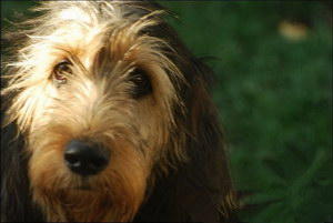 奥达猎犬耳朵怎么清洁 猎水獭犬耳朵护理流程