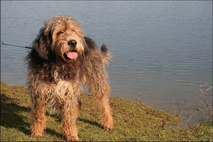 奥达猎犬有牙结石怎么办 奥达猎犬牙结石预防治疗方法