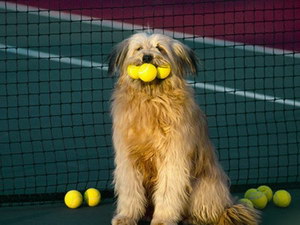 如何训练猎水獭犬站立 奥达猎犬站立训练心得