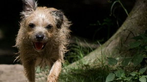 爱尔兰猎狼犬耳朵怎么清洁 爱尔兰猎狼犬耳朵护理方法