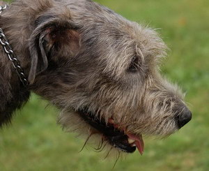 爱尔兰猎狼犬牙齿怎么护理 爱尔兰猎狼犬口腔清洁流程
