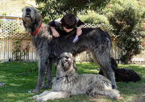 爱尔兰猎狼犬拉肚子怎么办 爱尔兰猎狼犬拉稀治疗办法