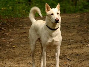 卡南犬怎么训练握手 卡南犬握手训练