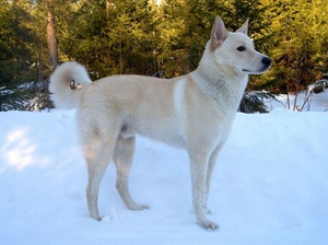 卡南犬感冒怎么办 卡南犬感冒治疗方法