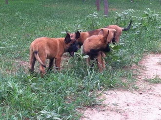 马里努阿犬拉肚子怎么处理 马里努阿犬拉稀治疗方法