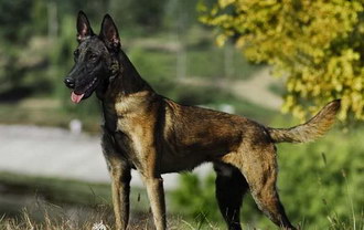 马里努阿犬怎么洗澡 马里努阿犬洗澡注意事项