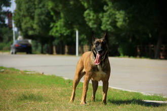 马里努阿犬坏习惯怎么纠正 马里努阿犬坏习惯纠正技巧
