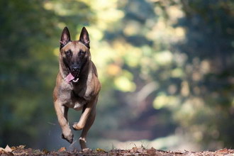 马里努阿犬感冒怎么办 马里努阿犬感冒护理方法