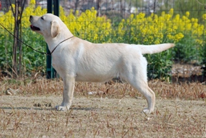 怎么训练卡南犬卧倒 卡南犬听口令卧倒训练方法