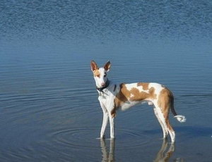 伊比赞猎犬吃什么狗粮好 伊比赞猎犬狗粮选择技巧